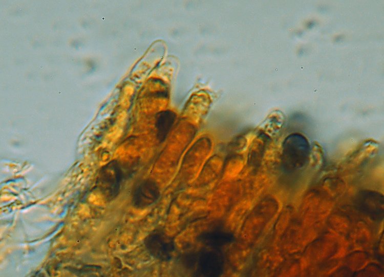 Su rametto di carpino-foto 8140 (Gloeocystidiellum porosum)